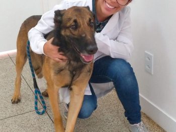 UNICEPLAC continua tratamento dos cães heroicos do CBMDF: Nikki volta para missão em Brumadinho e Zeca vai se aposentar