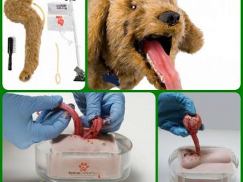 UNICEPLAC adquire novos simuladores e mesa anatômica para o curso de Medicina Veterinária