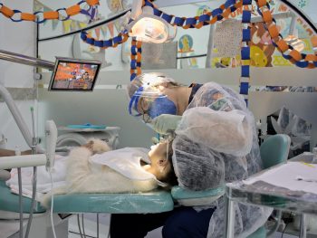 odontopediatria