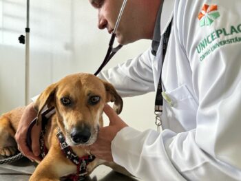 Caramelo ganha homenagem em seu último dia de tratamento contra tumor